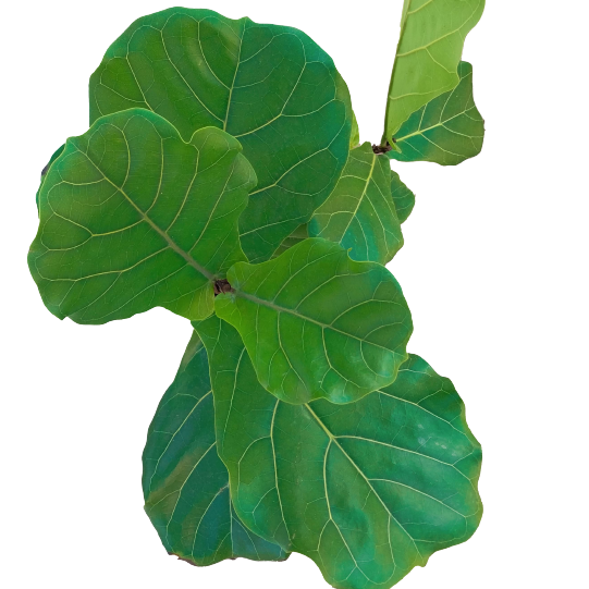 Ficus Lyrata Live Plant