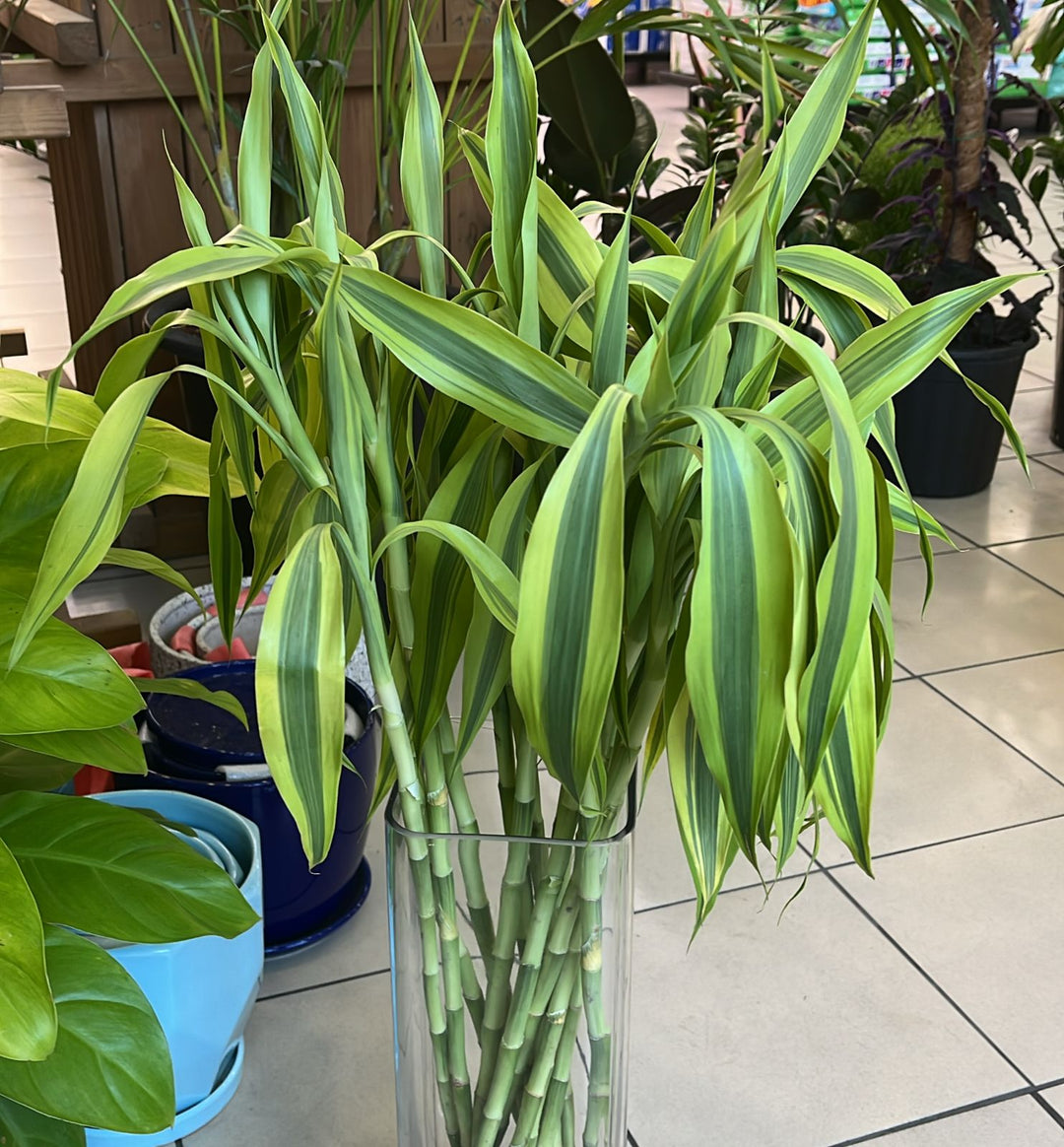 DRACAENA SANDERIANA STICK - K1