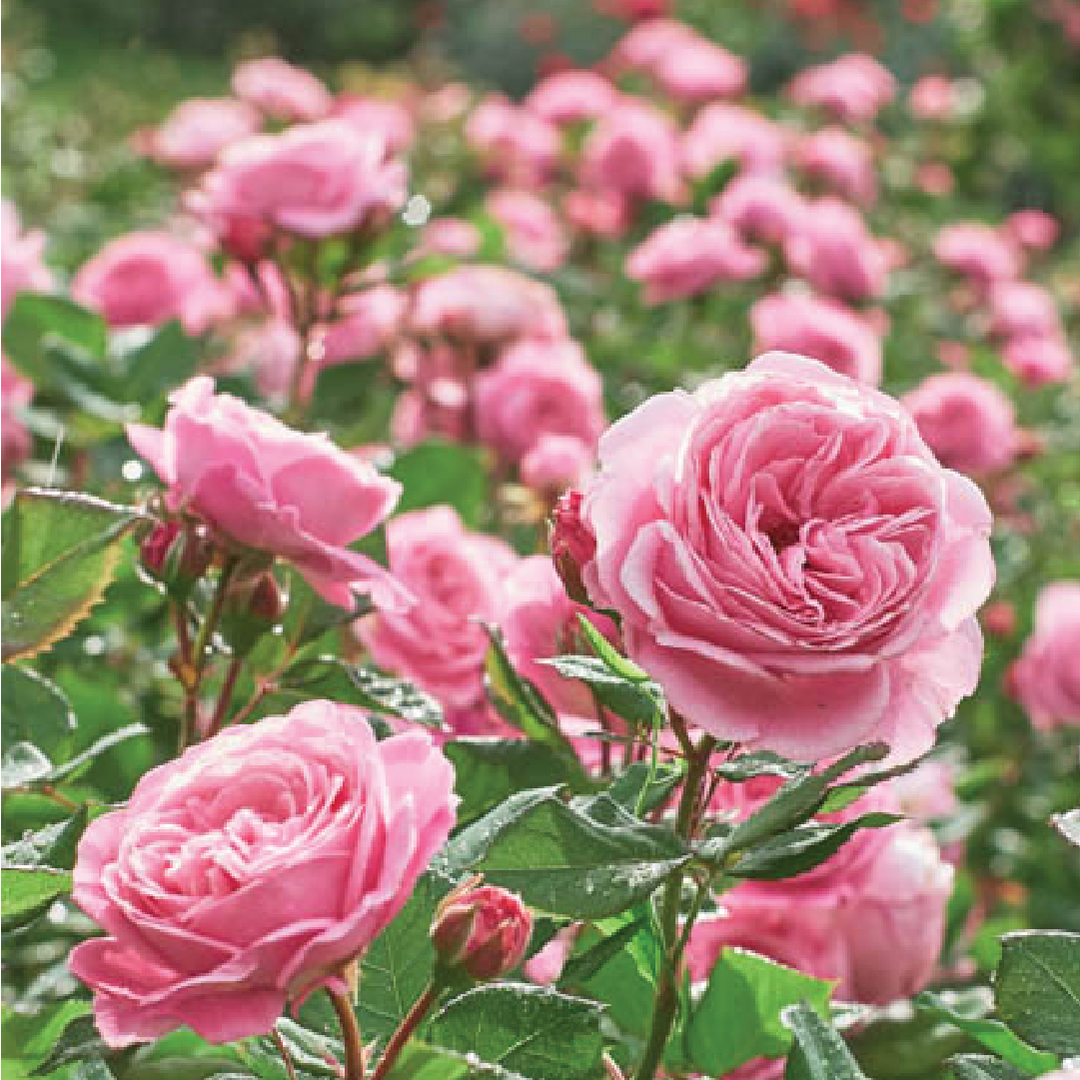 PINK ROSE SEEDS <br>بذور الجوري الوردي