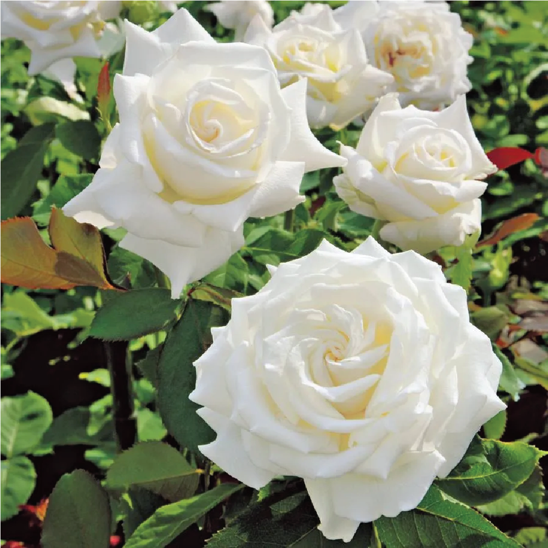WHITE ROSE SEEDS <br>بذور الجوري الأبيض
