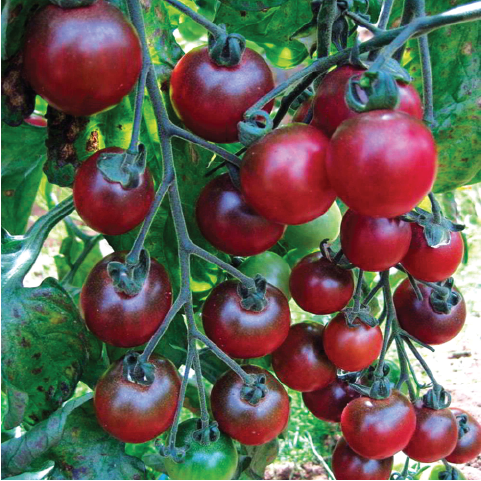 TOMATO ROSELLA SEEDLING <br> شتلة الطماطم روزيلا