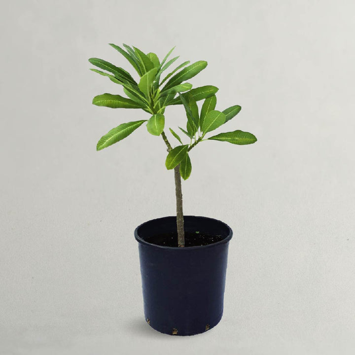 Plumeria Obtusa Or Plumeria Alba