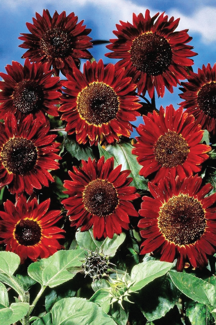 SUNFLOWER RED SUN SEEDLING <br> شتلات زهور دوار الشمس رد سن