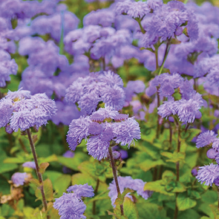 AGERATUM SEEDS<br> بذور الأجيراتوم