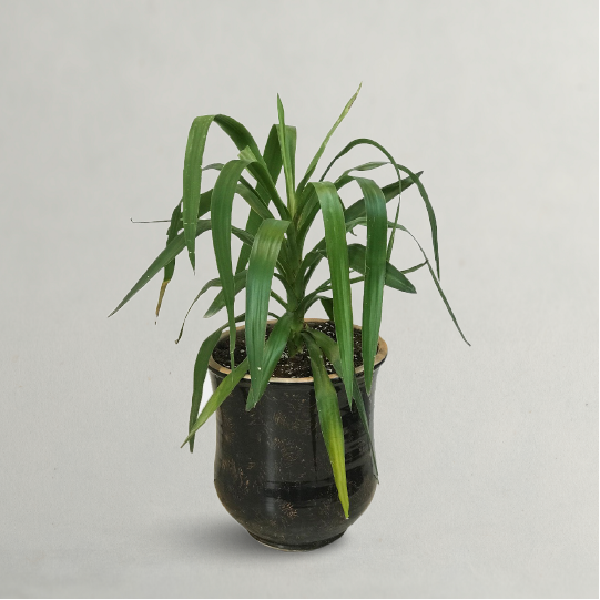 Spineless Yucca Plant - Indoor Yucca Plant