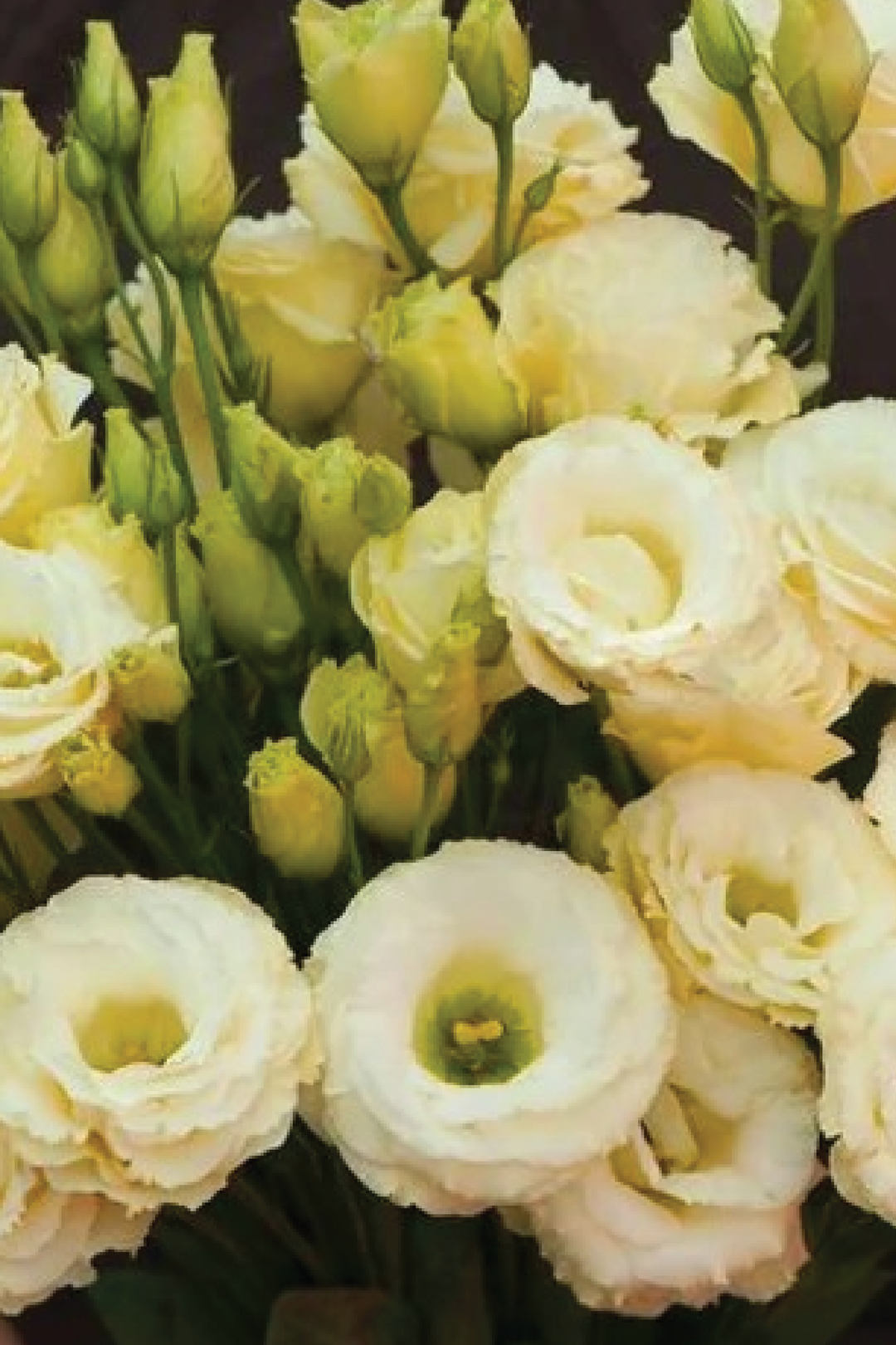 VOYAGE YELLOW EUSTOMA/LISIANTHUS SEEDLING <br>شتلات زهور الاستوما / الليسيانثس فوياج يلو