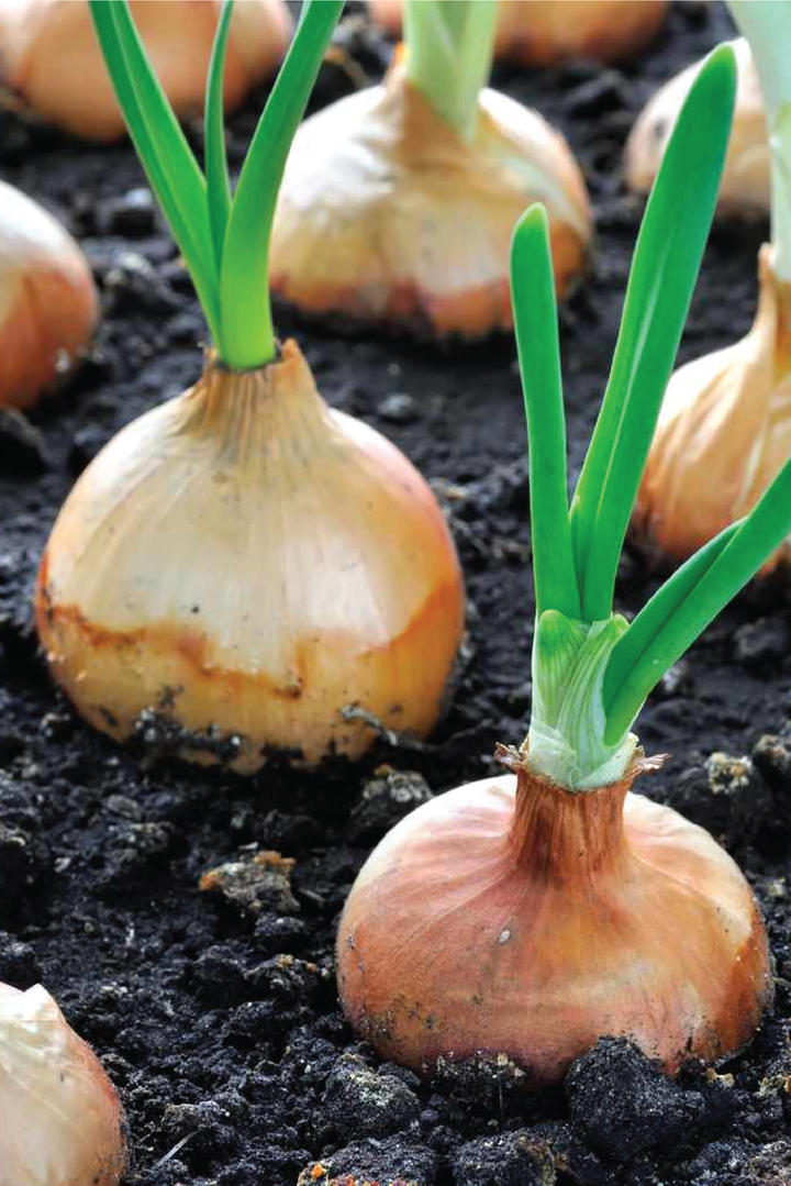 ORGANIC ONION SEEDLING <br>شتلات البصل العضوية