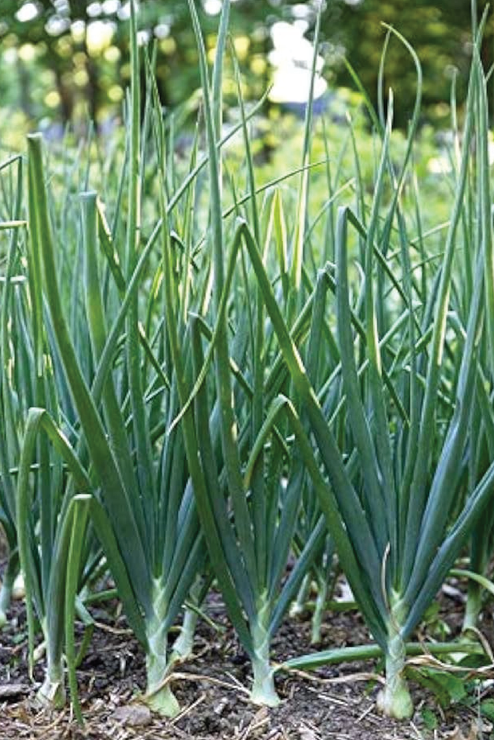 ORGANIC ONION SEEDLING <br>شتلات البصل العضوية
