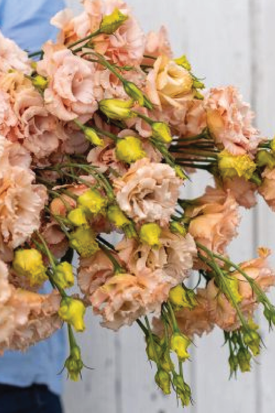 VOYAGE LIGHT APRICOT EUSTOMA/LISIANTHUS SEEDLING <br>شتلات زهور الاستوما / الليسيانثس لايت أبريكوت