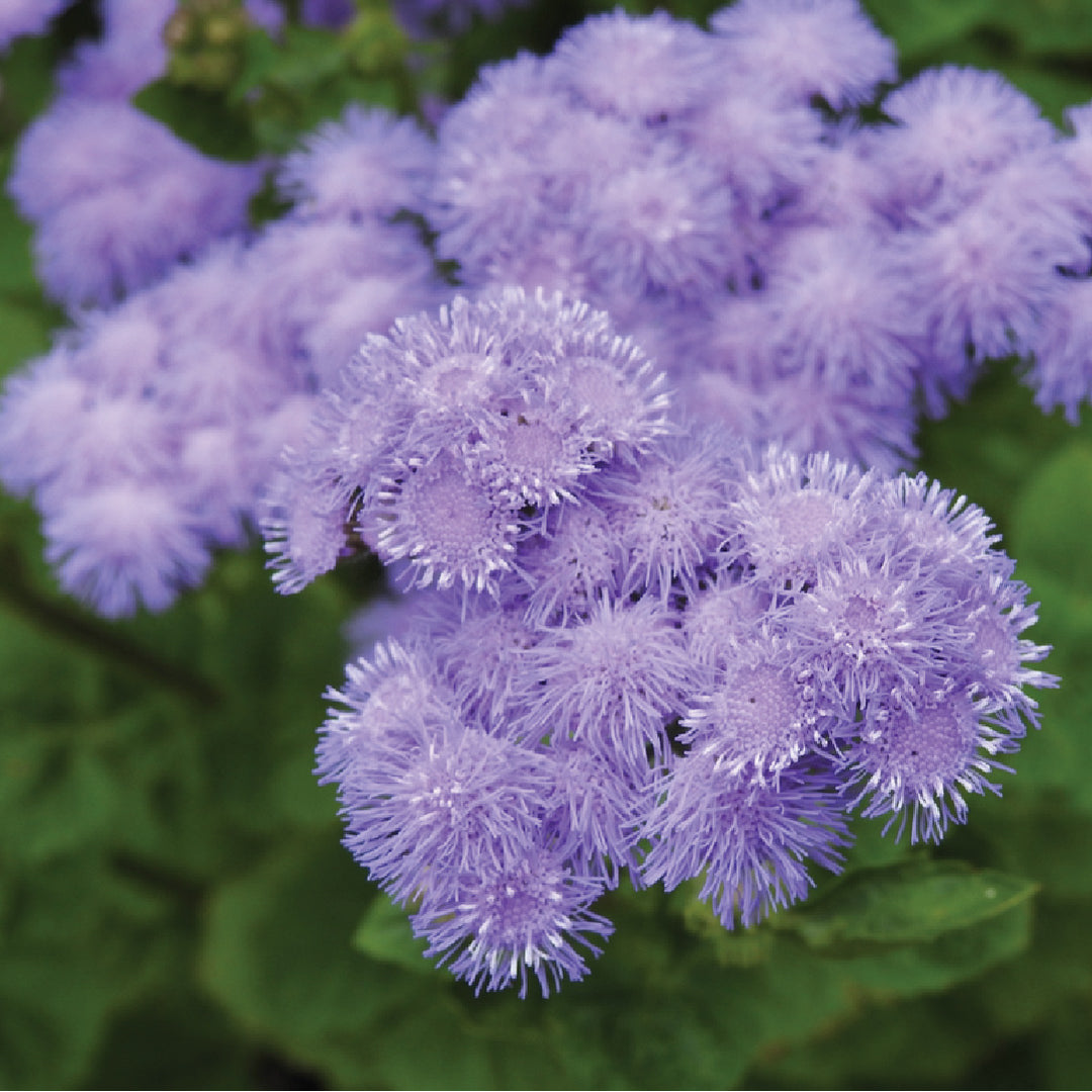AGERATUM SEEDS<br> بذور الأجيراتوم