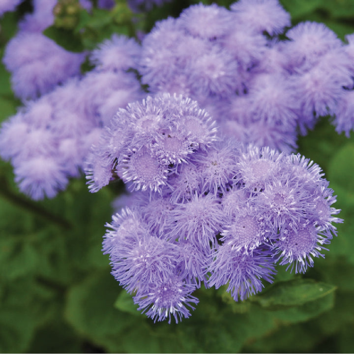 AGERATUM SEEDS<br> بذور الأجيراتوم