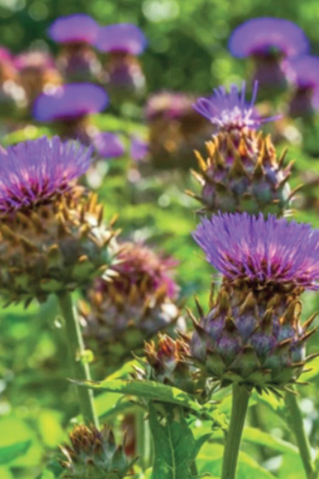 CARDOON SEEDS <br> بذور الكردون