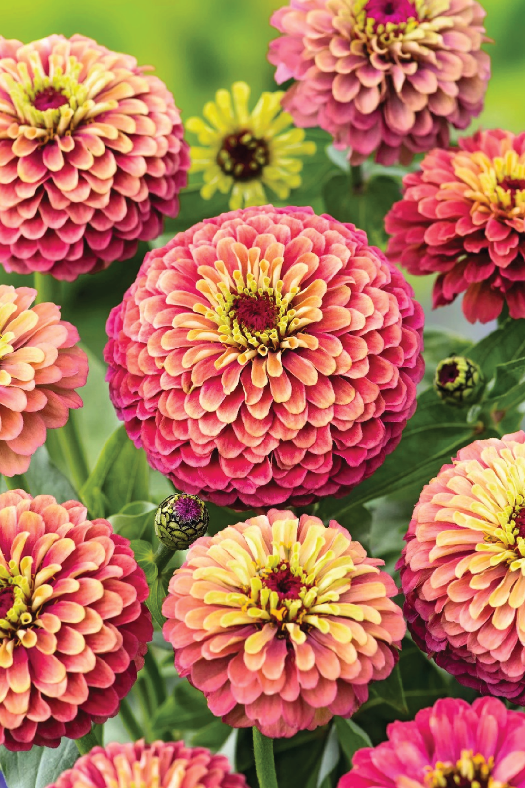 ZINNIA QUEEN RED LIME FLOWER SEEDLING <br> شتلات زهور زينيا كوين لايم رد