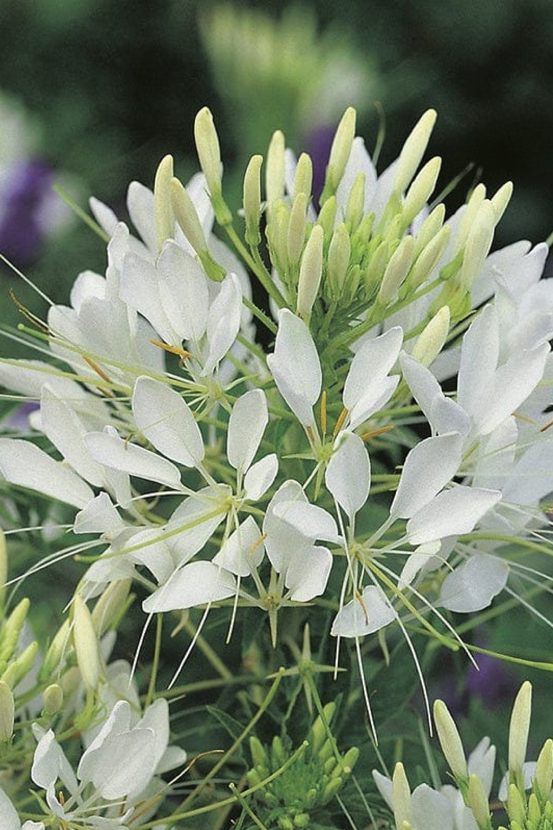 CLEOME HELEN CAMPBELL FLOWER SEEDLING <br>شتلات زهور كليوم هيلين كامبل