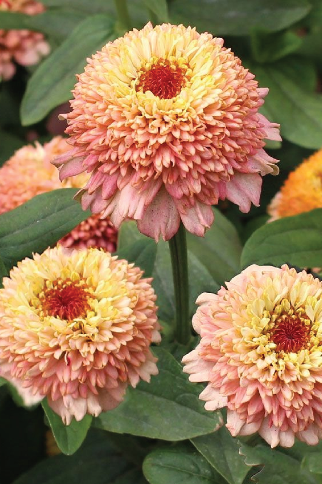 ZINNIA ZINDERELLA PEACH FLOWER SEEDLING <br> شتلات زهور زينيا زيندريلا