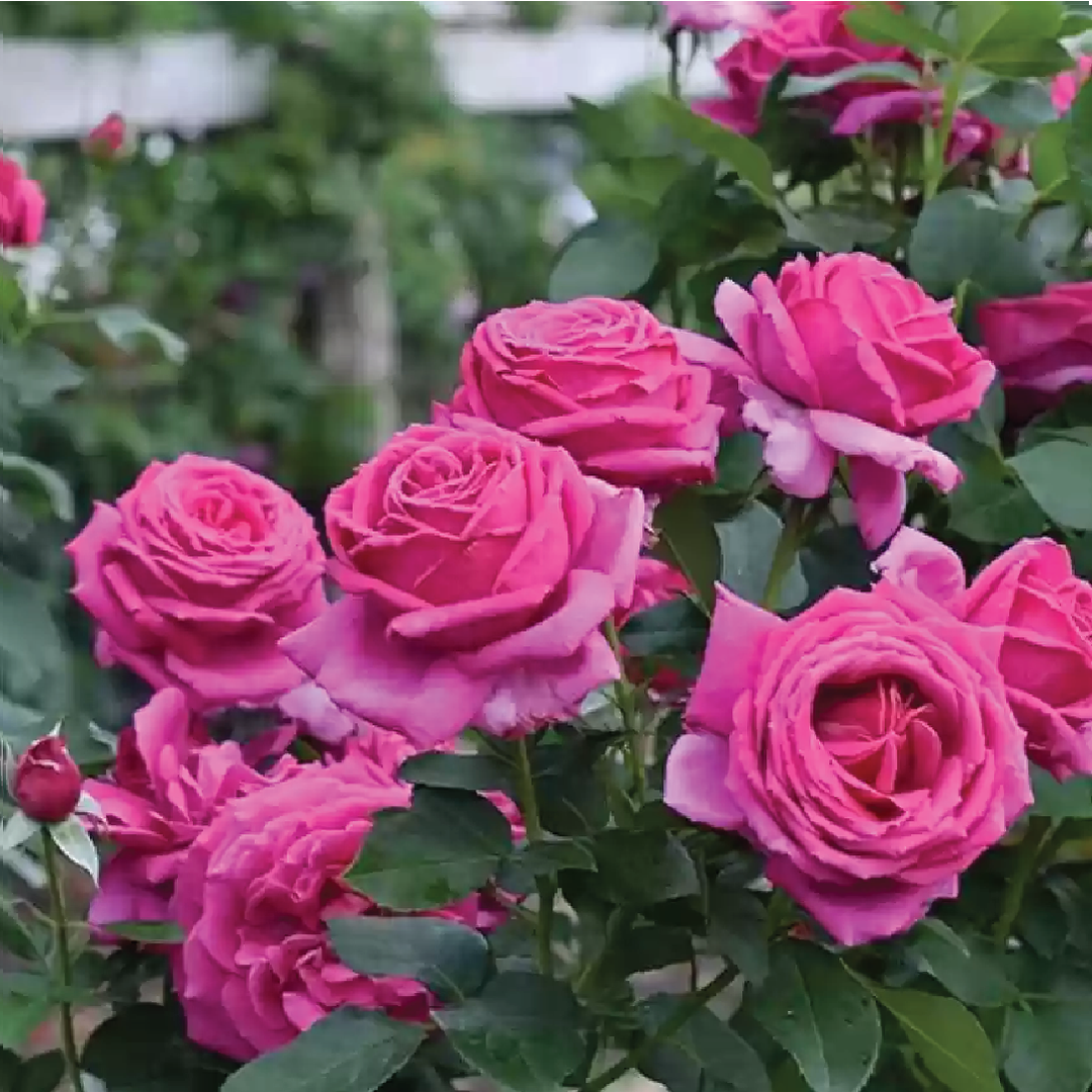 COLD BEAUTY ROSE SEEDS <br> بذور جوري الجمال البارد