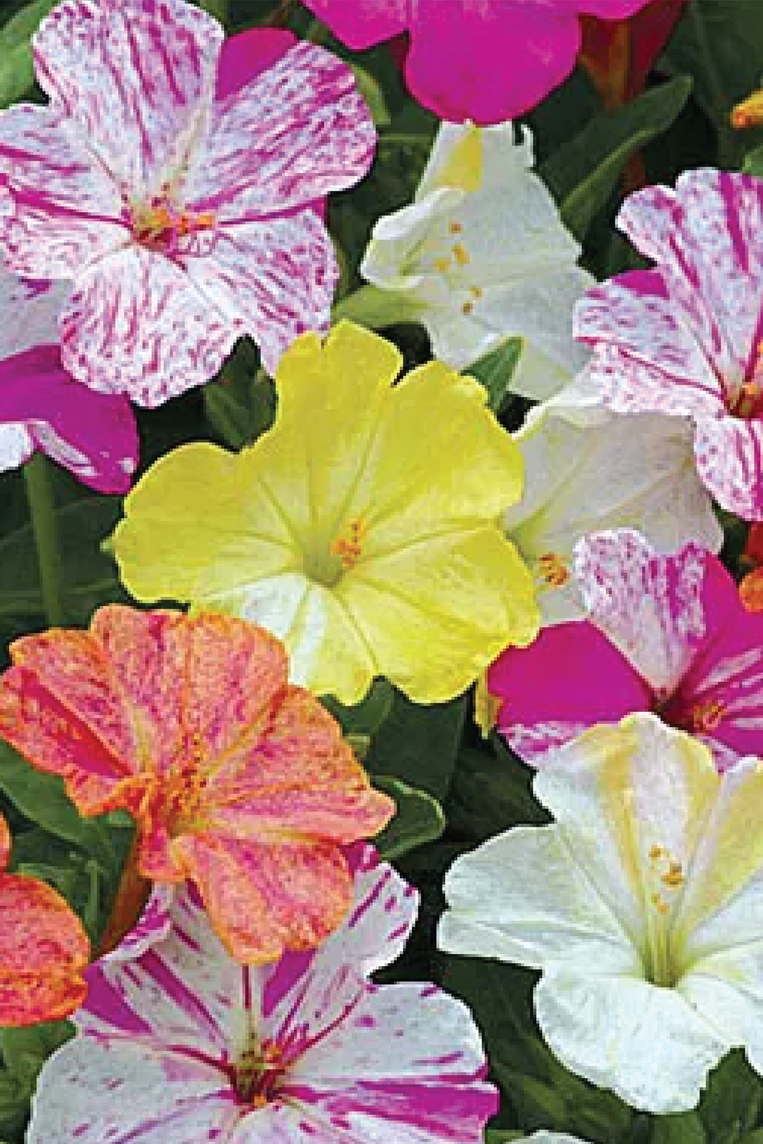 FOUR"O CLOCK FLOWER SEEDLING <br>شتلات زهور فور اوكلوك