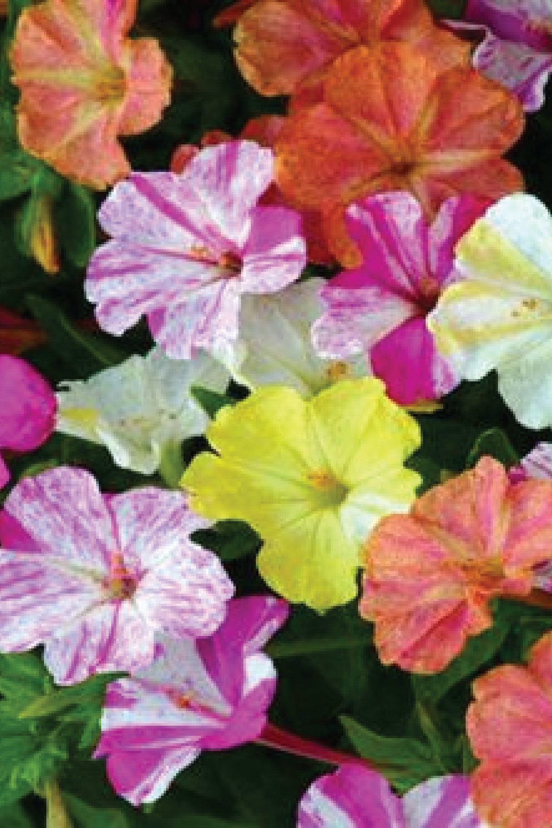 FOUR"O CLOCK FLOWER SEEDLING <br>شتلات زهور فور اوكلوك