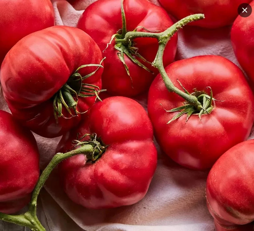 ORGANIC TOMATO MORTGAGE LIFTER SEEDLING<BR>شتلات الطماطم العضوية مورجيج ليفتر