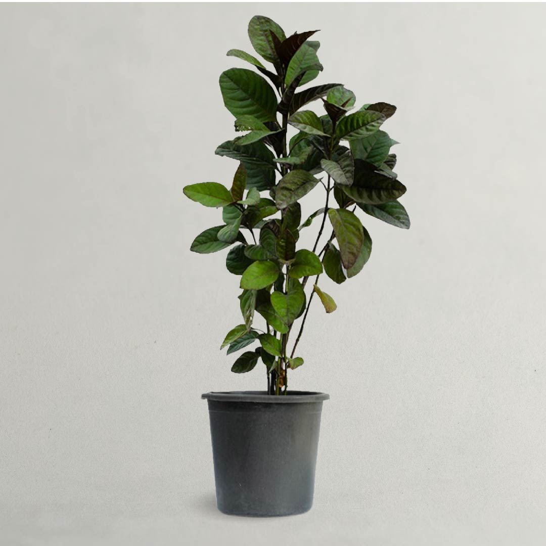 PSEUDERANTHEMUM PLANT