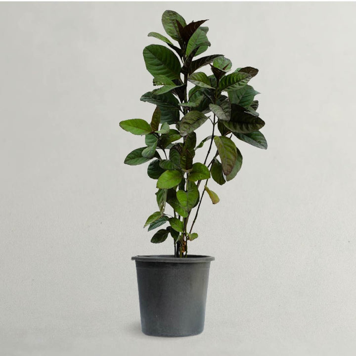 PSEUDERANTHEMUM PLANT