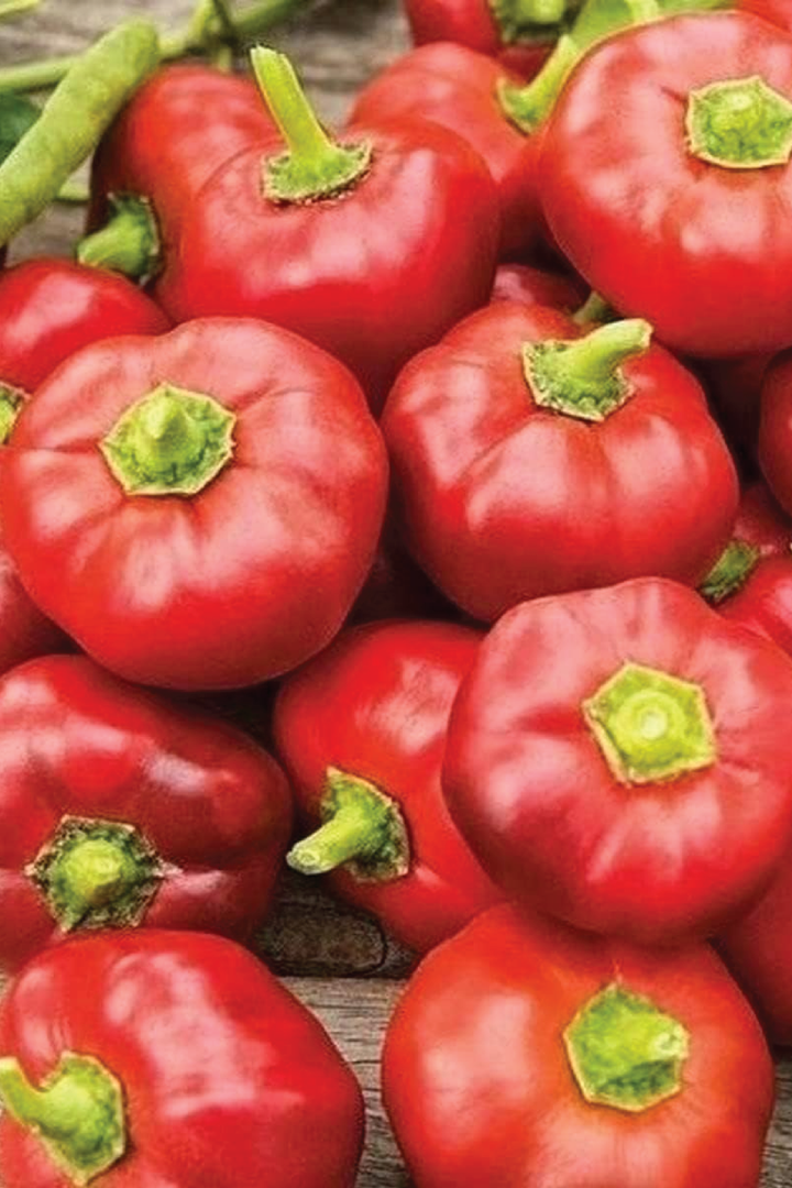 ORGANIC RED CHEESE SWEET PEPPER SEEDLING<BR>شتلات الفلفل البارد سويت تشيز العضوية