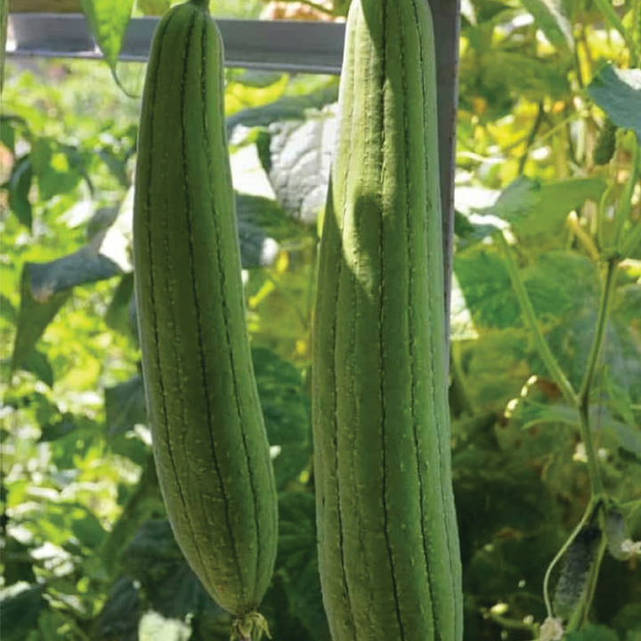 LOOFAH SEEDS <br> بذور الليفة