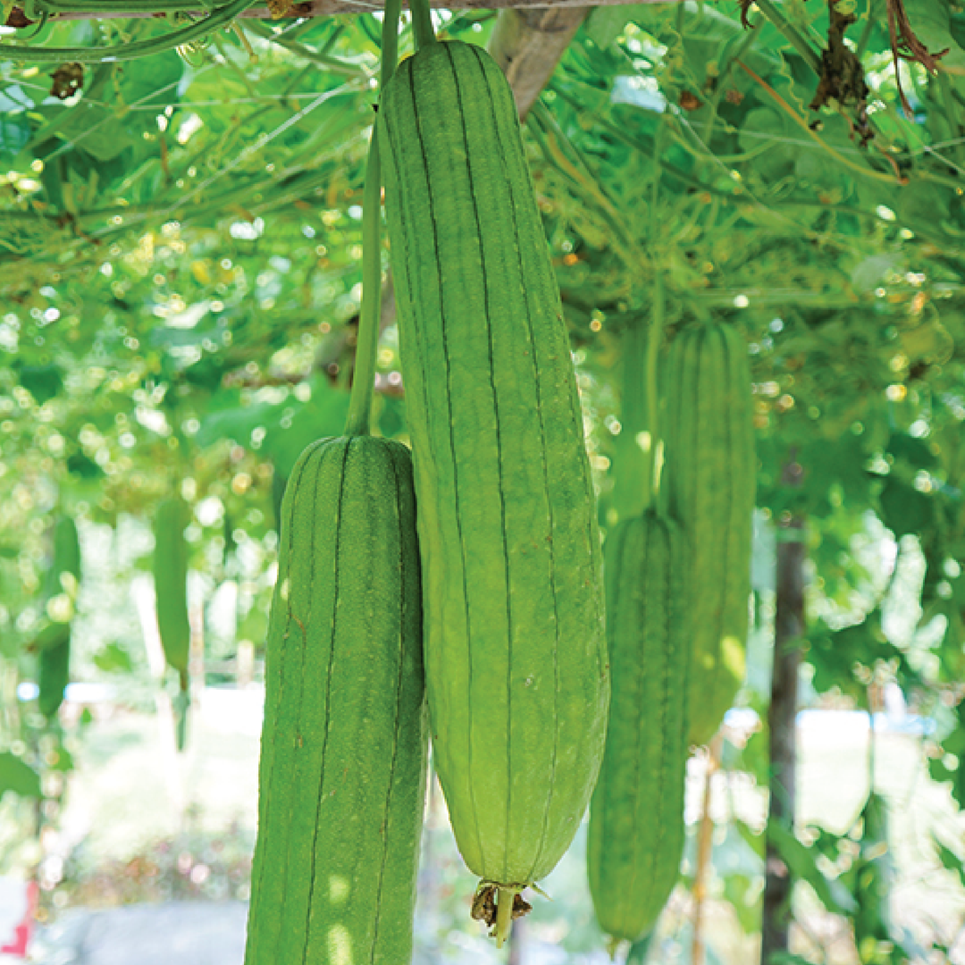 LOOFAH SEEDS <br> بذور الليفة