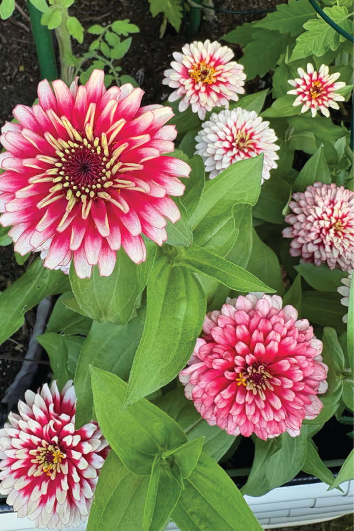 ZINNIA SWIZZLE CHERRY & IVORY FLOWER SEEDLING <br> شتلات زهور الزينيا سويزل شيري آند آيفوري