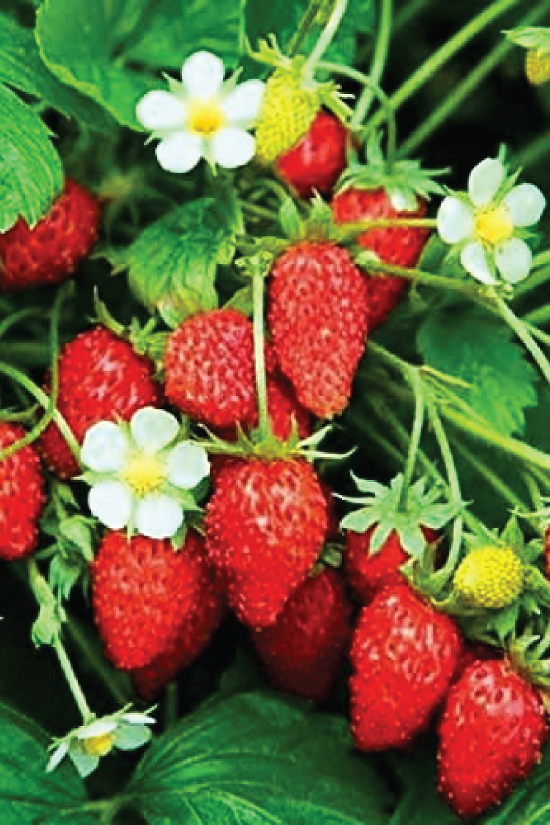ORGANIC ALEXANDRIA STRAWBERRY SEEDING <br> شتلات الفراولة أليكساندريا العضوية