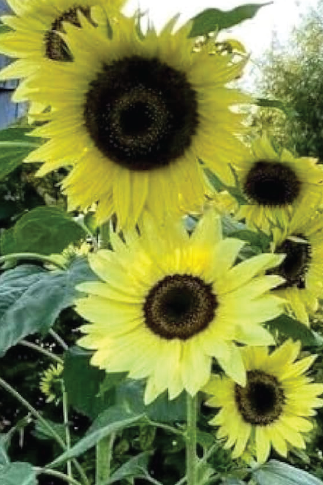 LEMON QUEEN SUNFLOWER SEEDLING <br> شتلات زهور دوار الشمس ليمون كوين