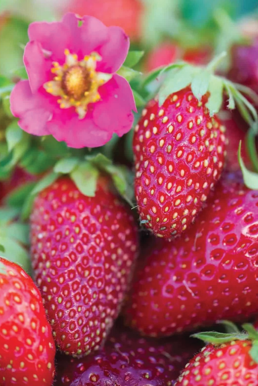 ORGANIC STRAWBERRY SUMMER BREEZE CHERRY BLOSSOM SEEDING <br> شتلات الفراولة سمر بريز شيري بلوسوم العضوية