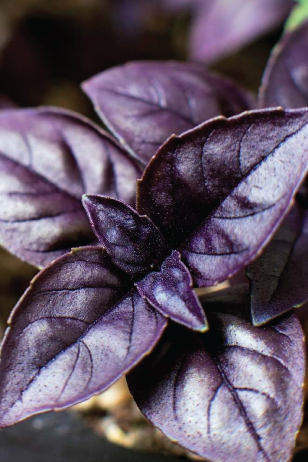 DARK OPAL BASIL SEED <br> بذور الريحان دارك أوبال
