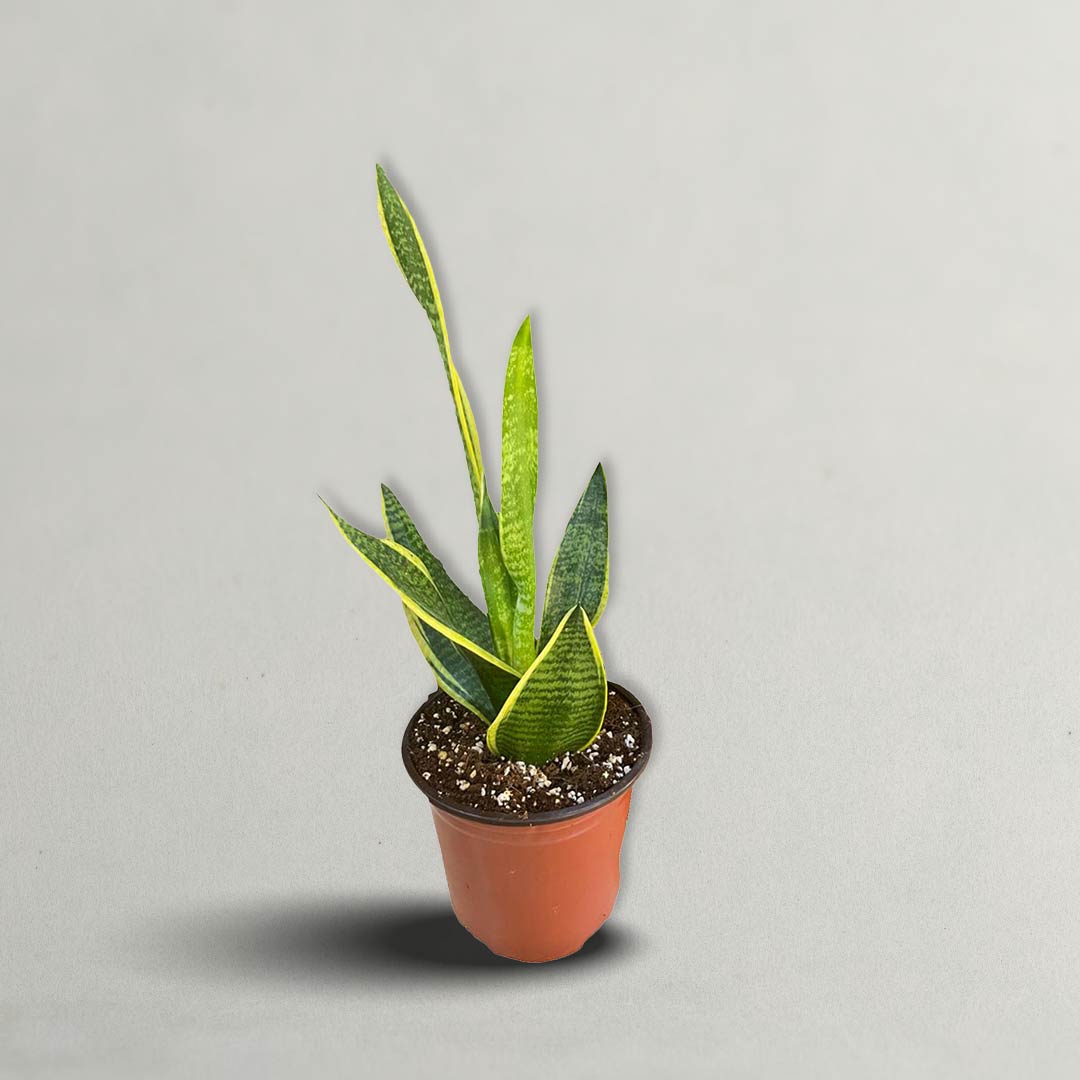 SNAKE PLANT | SANSEVIERIA PLANT (INDOOR PLANT)