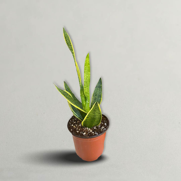 SNAKE PLANT | SANSEVIERIA PLANT (INDOOR PLANT)