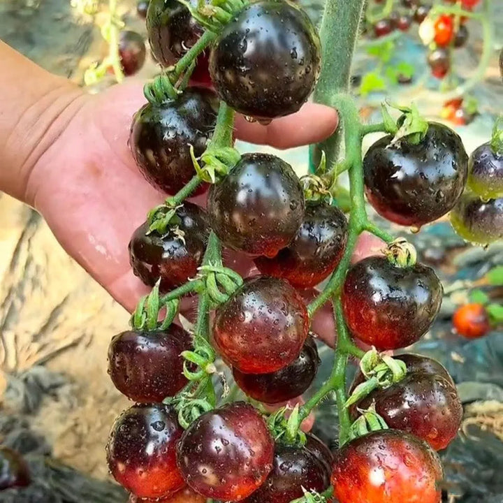BLACK PEARL TOMATO SEEDS <br> بذور الطماطم بلاك بيرل