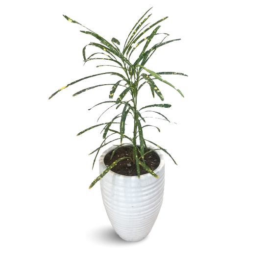 HOUSEPLANTS ONLINE - BUY LIVE PLANTS