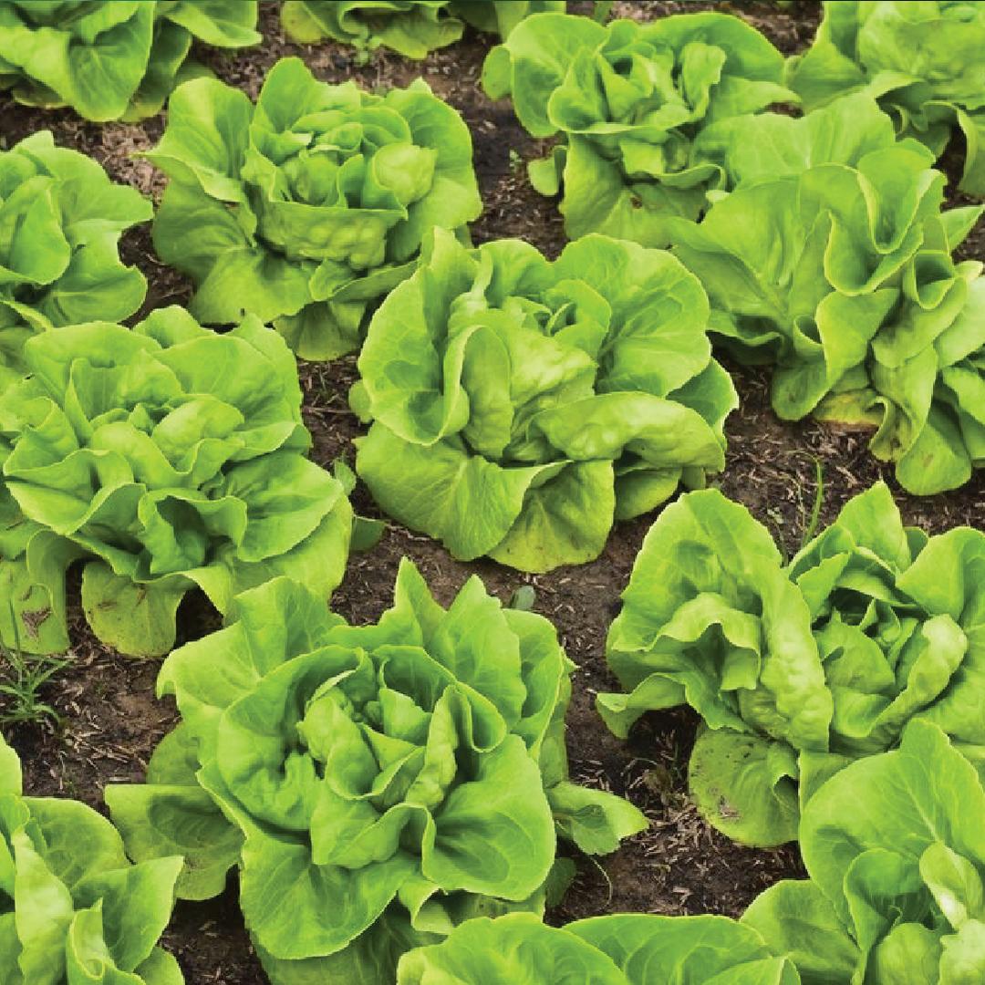 ORGANIC BUTTERCRUNCH LETTUCE SEEDLING<br>شتلات الخس المقرمش العضوية