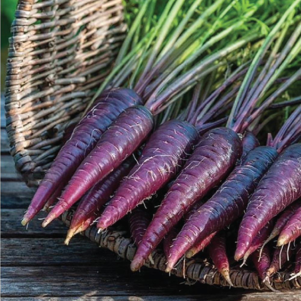 CARROT PURPLE DRAGON SEEDLING <br>شتلة جزر التنين الأرجواني
