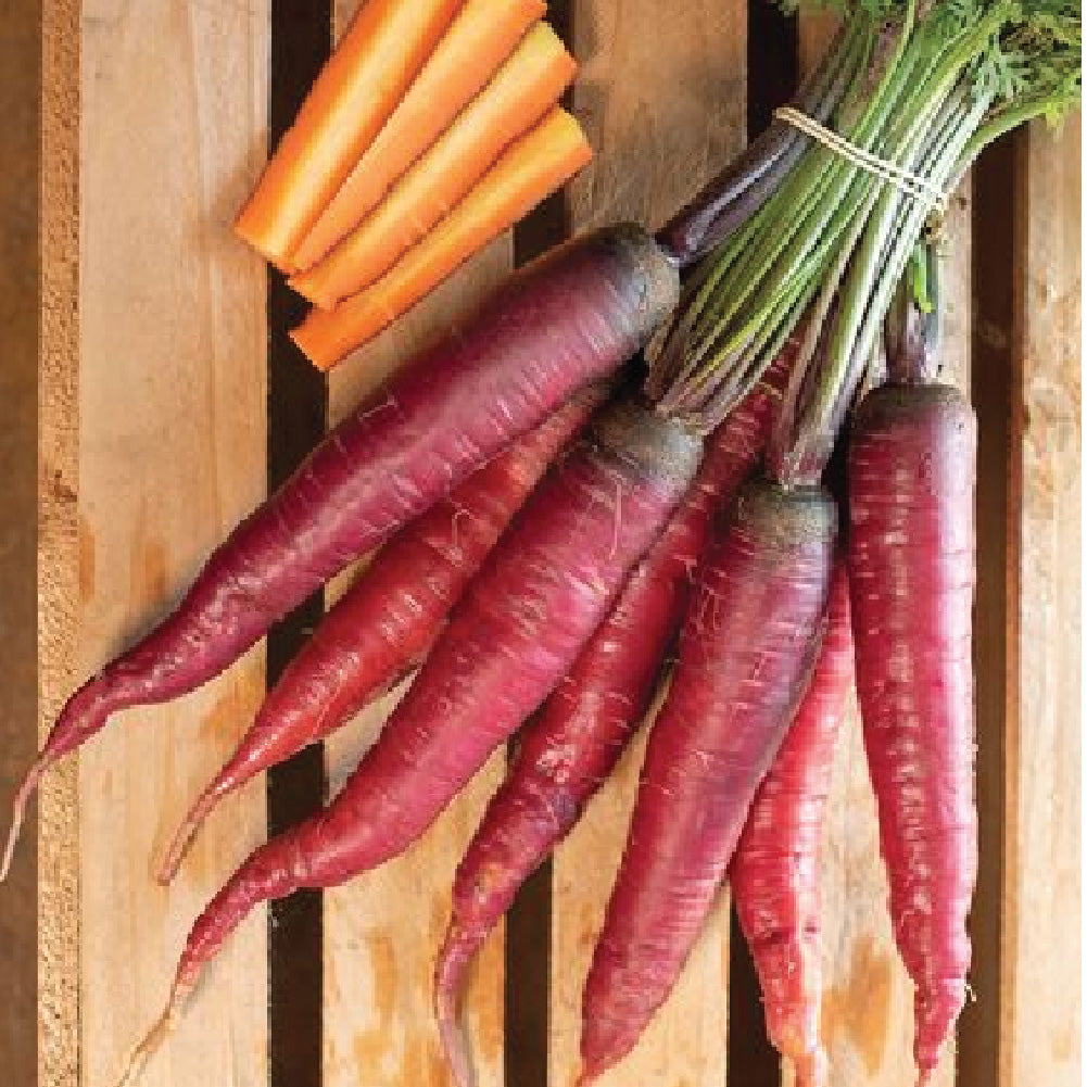 CARROT PUSA RUDHIRA SEEDLING<br> شتلة جزر بوسا رودهيرا