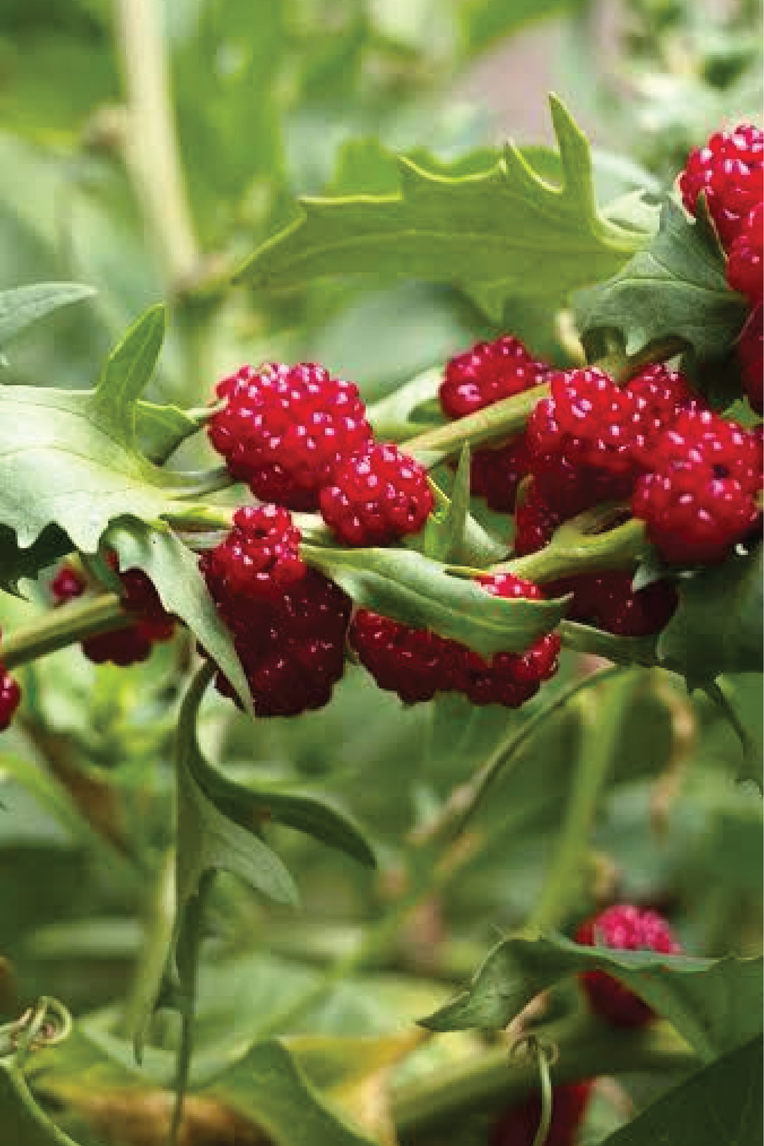 ORGANIC STRAWBERRY SPINACH SEEDLING <br>شتلات سبانخ الفراولة العضوية