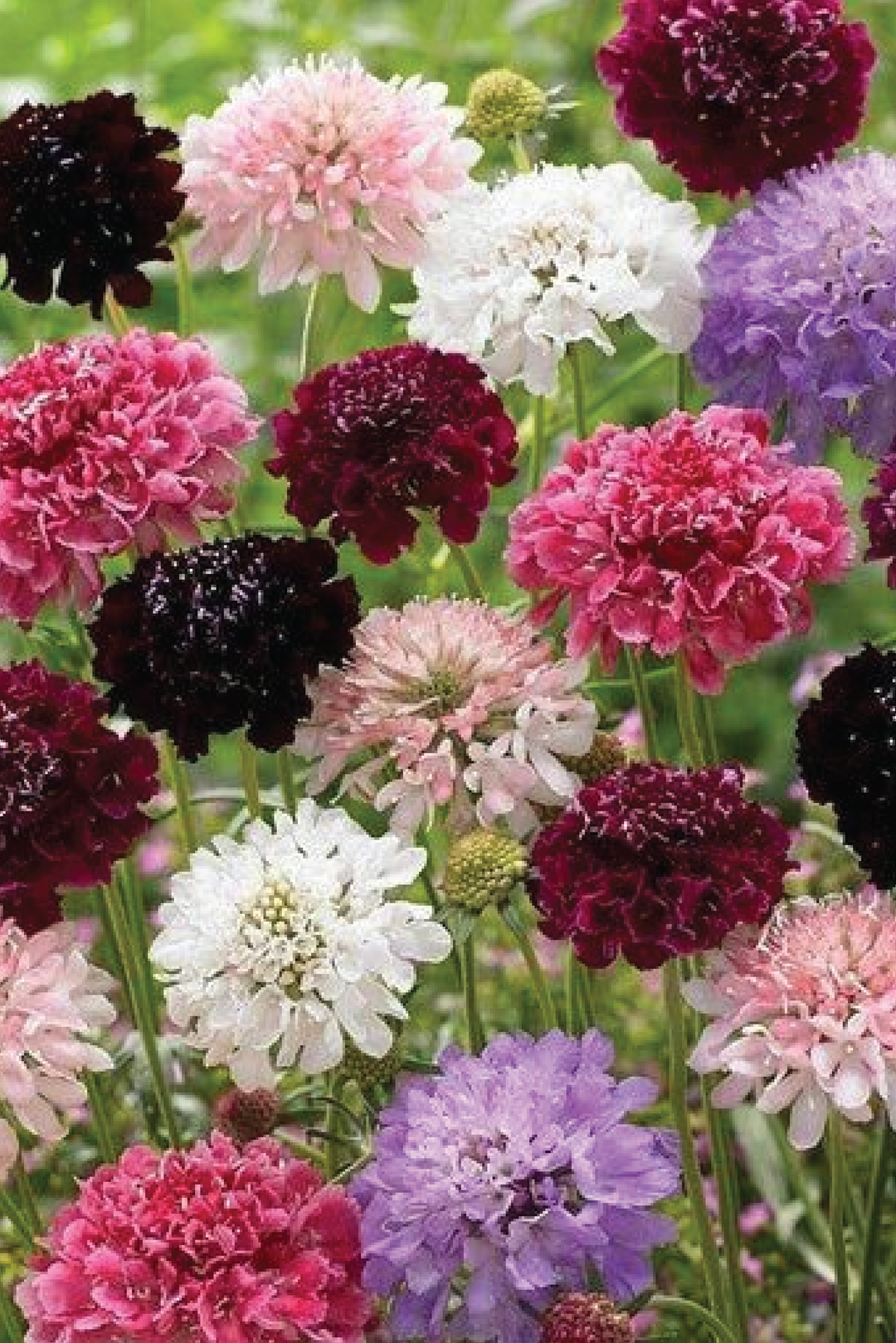 SCABIOSA ATROPURPUREA SEED <br> بذور زهور سكابيوسا أتروبوربوريا