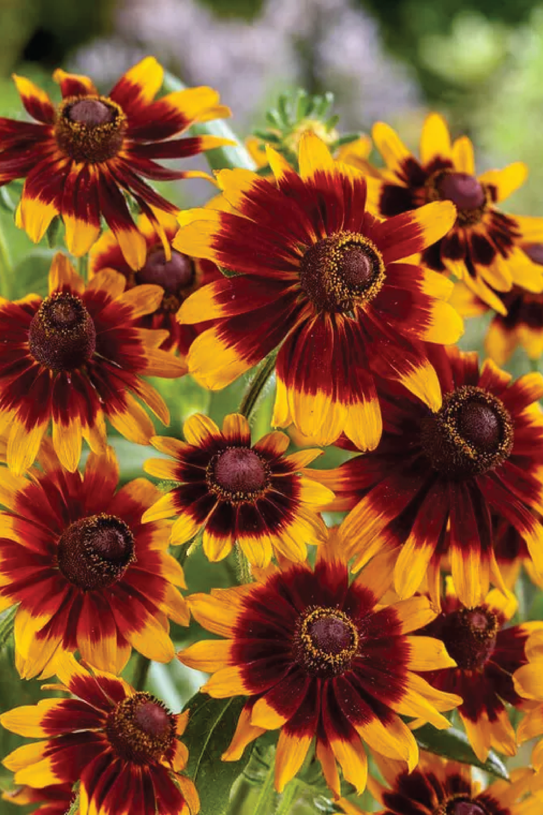 RUDBECKIA ORANGE FUDGE FLOWER SEEDLING <br> شتلات زهور الرودبيكيا اورانج فدج