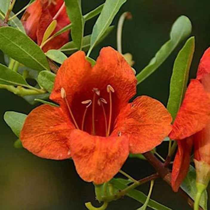 ROHIDA TREE SEEDS <br>بذور شجرة الفرفار