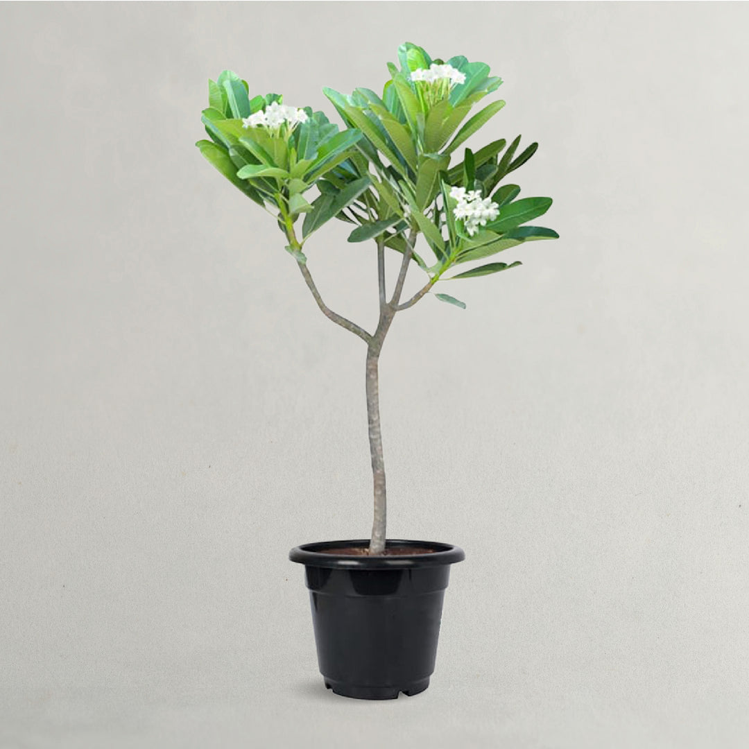 PLUMERIA OBTUSA OR PLUMERIA ALBA