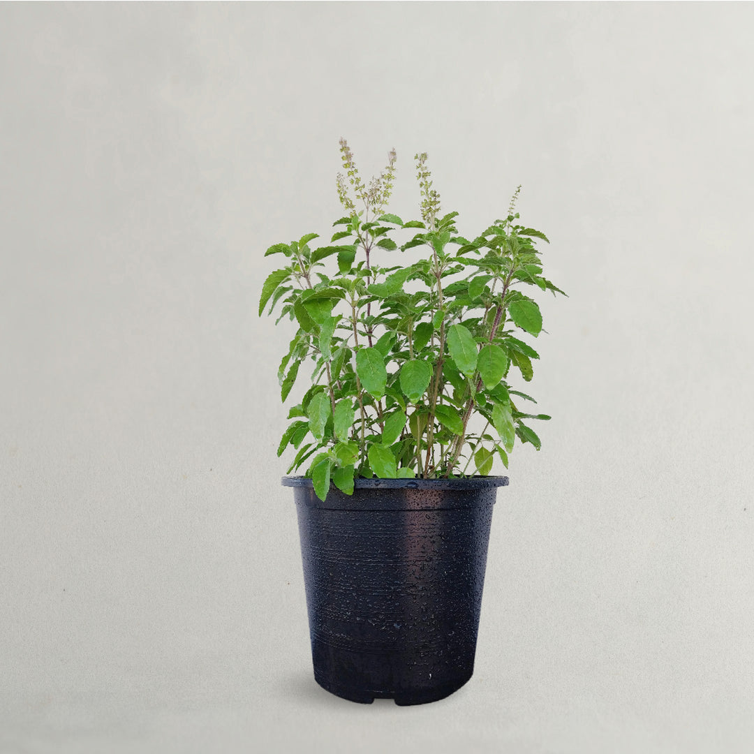 WILD BASIL | CLINOPODIUM VULGAREC