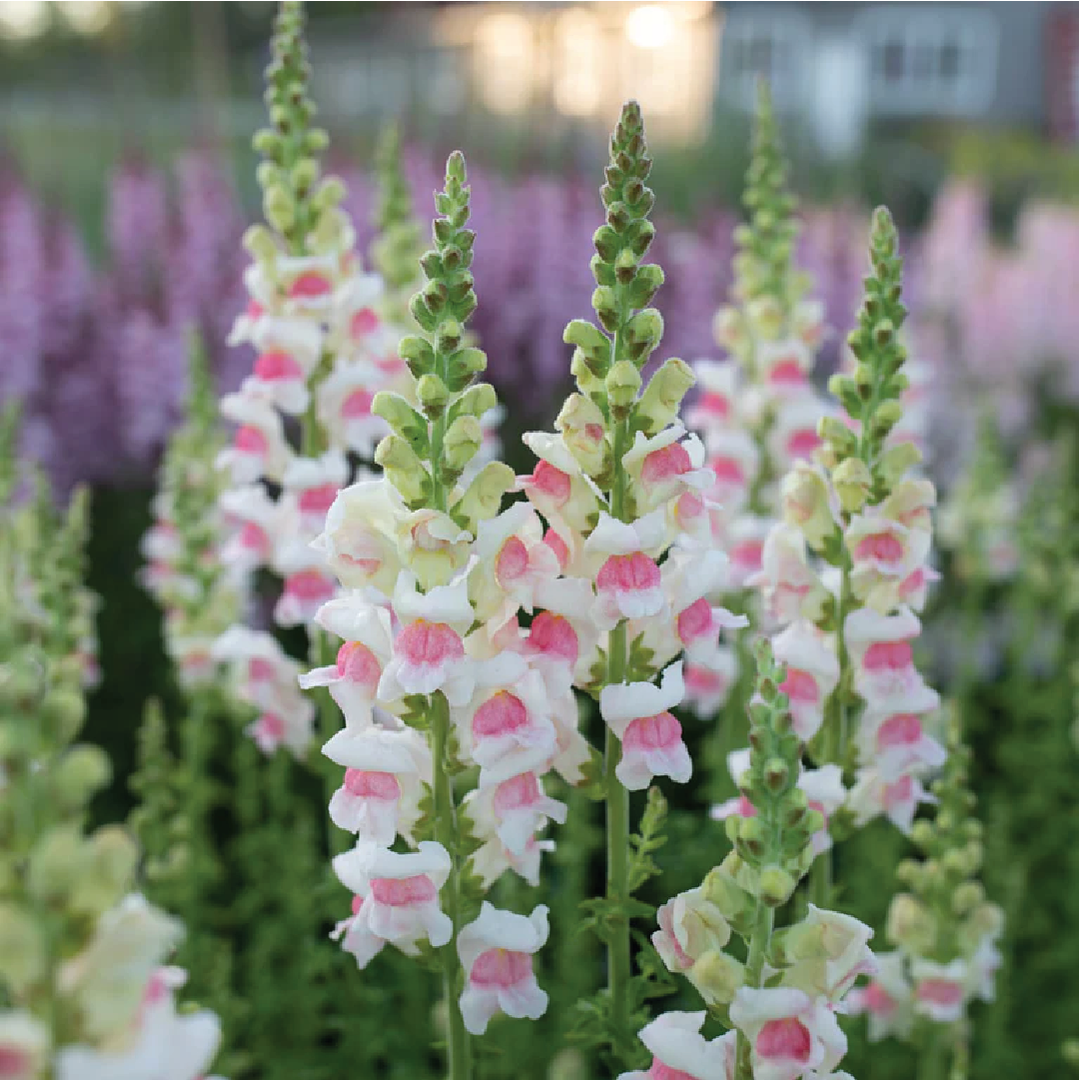SNAPDRAGON FLOWER SEEDLING<br> شتلة زهرة سناب دراجون