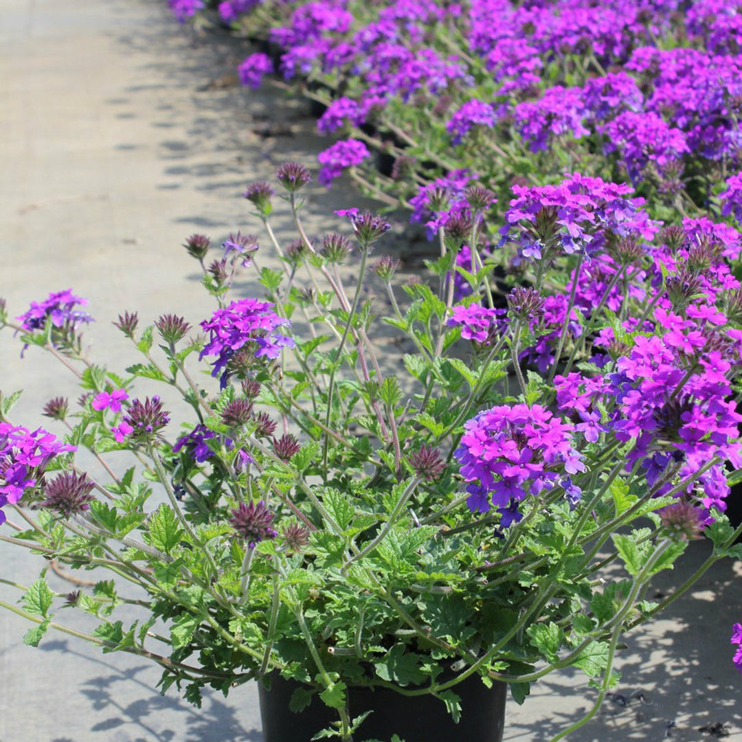 VERBENA PURPLE FLOWER SEEDLING <br> شتلة زهرة اللويزة الأرجوانية