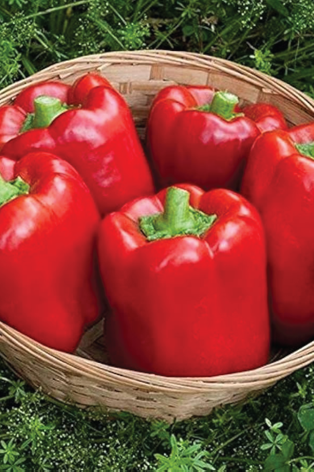 ORGANIC RED CALIFORNIA WONDER CAPSICUM SEEDLING <br> شتلات فلفل كاليفورنيا وندر الاحمر البارد العضوية