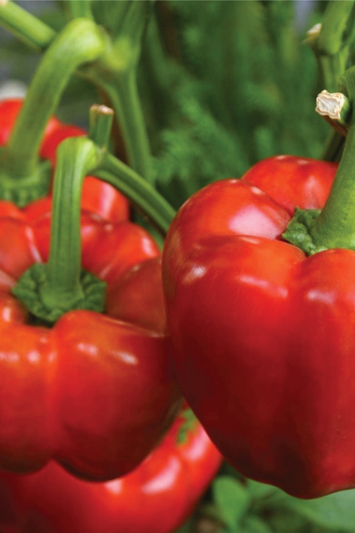 ORGANIC RED CALIFORNIA WONDER CAPSICUM SEEDLING <br> شتلات فلفل كاليفورنيا وندر الاحمر البارد العضوية